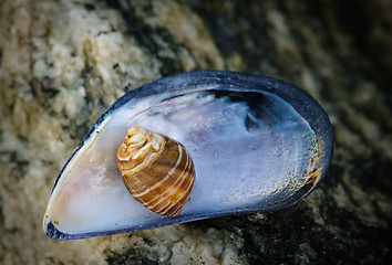 Image showing Shell