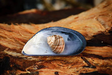 Image showing Shell