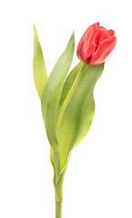 Image showing Red tulip isolated