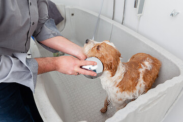 Image showing bathing a cute dog