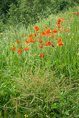 Image showing poppy field