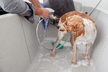 Image showing bathing a cute dog