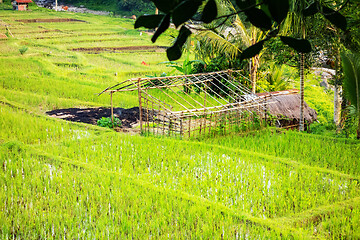 Image showing hut in a rice field in Bali Indonesia