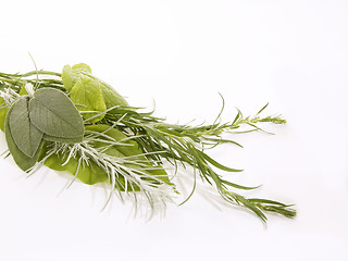 Image showing Herbs