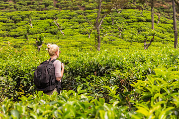 Image showing Active caucasian blonde woman enjoing fresh air and pristine nature while tracking among tea plantaitons near Ella, Sri Lanka. Bacpecking outdoors tourist adventure