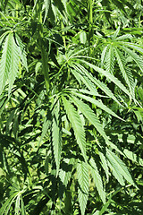 Image showing Green fresh foliage of cannabis plant (hemp, marijuana)