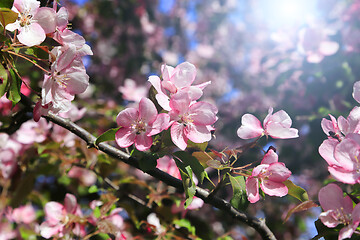 Image showing Branches of spring tree with beautiful pink flowers 