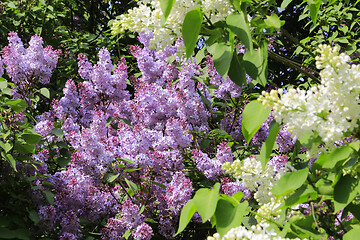 Image showing Beautiful bright flowering spring bush of lilac