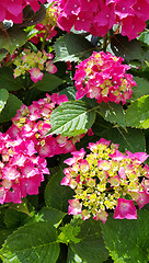 Image showing Close-up of beautiful flowers of Hydrangea