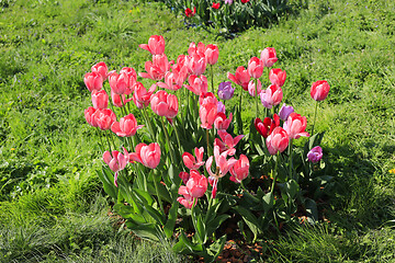 Image showing Beautiful bright pink tulips on a green glade