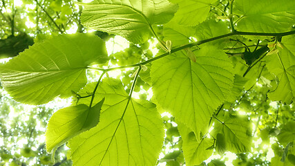 Image showing Spring fresh foliage of linden tree 