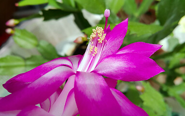 Image showing Beautiful flower of Schlumbergera