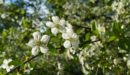 Image showing Beautiful branch of spring blooming tree 