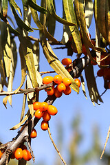 Image showing Branches of sea buckthorn