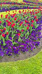 Image showing Green lawn with beautiful tulips and violets flowers