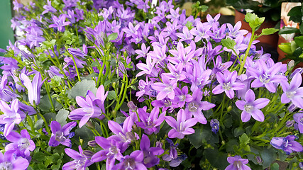 Image showing Beautiful lilac bell flowers 