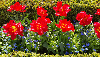 Image showing Beautiful Tulips and Forget Me Not flowers