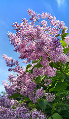 Image showing Spring branches with blossoming lilac flowers