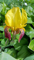 Image showing Beautiful yellow iris flower