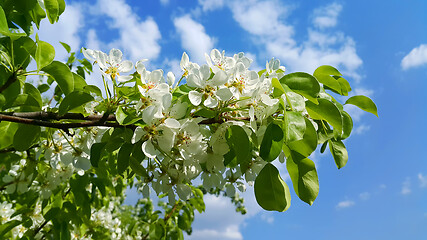 Image showing Beautiful branch of a spring fruit tree with beautiful white flo