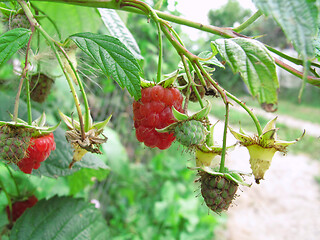 Image showing Branch of raspberries 