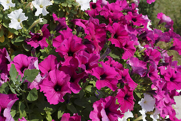 Image showing Beautiful flowering petunia