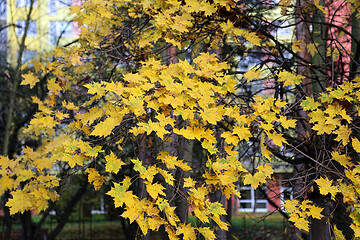 Image showing Beautiful bright foliage of autumn maple tree