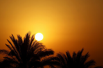 Image showing Beautiful morning sun and palm trees