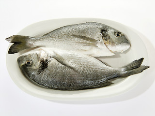 Image showing Prepared Fish