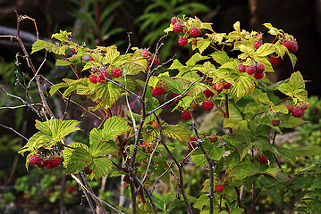 Image showing Raspberry bush with bright ripe berries