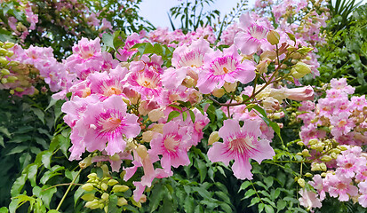 Image showing Perennial bush with beautiful pink delicate flowers