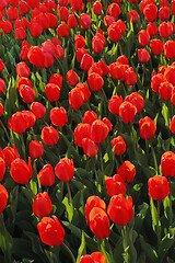 Image showing Beautiful red tulips glowing on sunlight