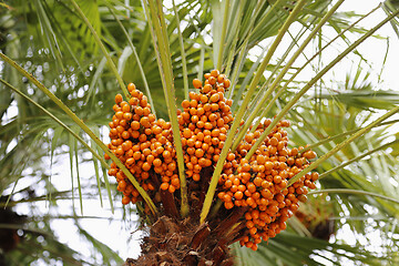 Image showing Palm tree with bright orange fruits