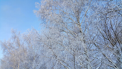 Image showing Branches of trees covered with snow and hoarfrost