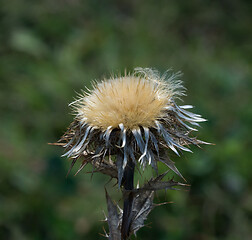 Image showing Carline Thistle