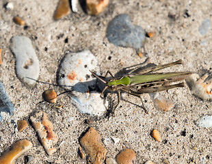 Image showing Common Green Grasshopper