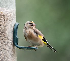 Image showing European Goldfinch Juvenile