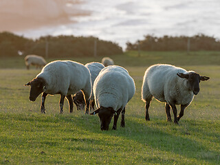 Image showing Suffolk Sheep Ewes at Sunrise