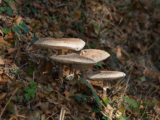 Image showing Fungi on Roadside Verge