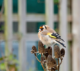 Image showing European Goldfinch Adult on Seedhead