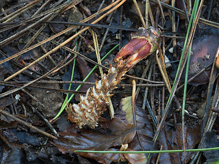 Image showing Pine Cone Eaten By Squirrel