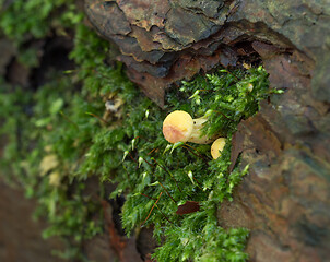 Image showing Yellow Fungus with Moss