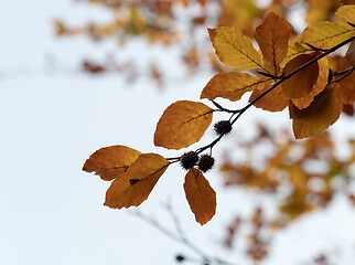 Image showing Beech Leaves