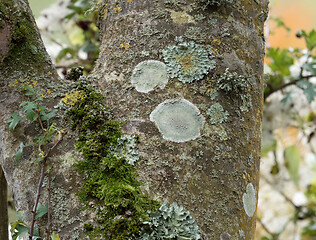 Image showing Lichens and Moss on Tree