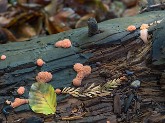 Image showing Slime Mould Tuberifa Ferruginosa