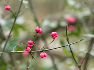 Image showing Spindle Tree Fruits