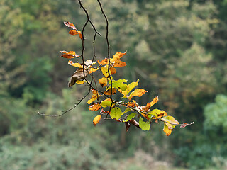 Image showing Beech Leaves