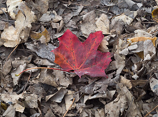 Image showing Red Leaf Amongst Brown Leaves