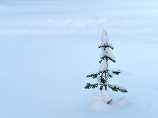 Image showing Small Tree in Snow In Finland with Copy Space