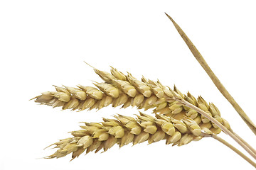 Image showing Close-Up of Wheat